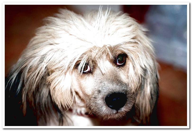 dog with a lot of hair