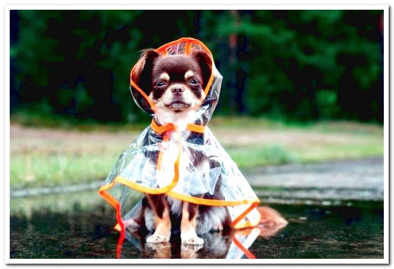 dog-with-a-raincoat-on