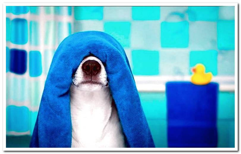 dog-with-a-towel