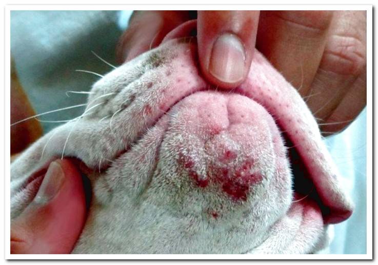dog-with-acne