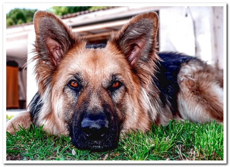 dog-with-aggressive-look