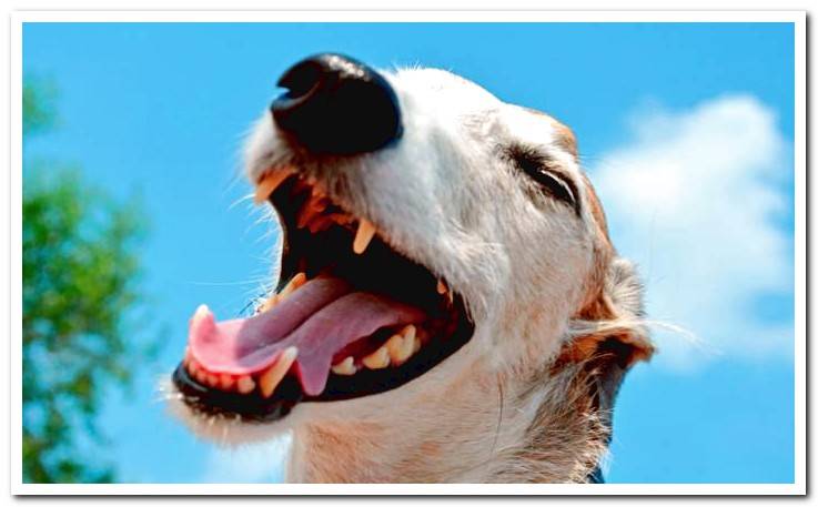 dog with allitosis