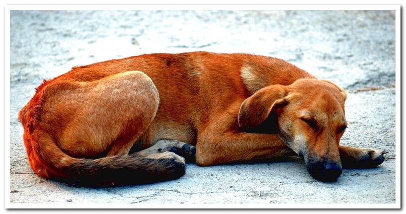 dog-with-amyloidosis-sleeping