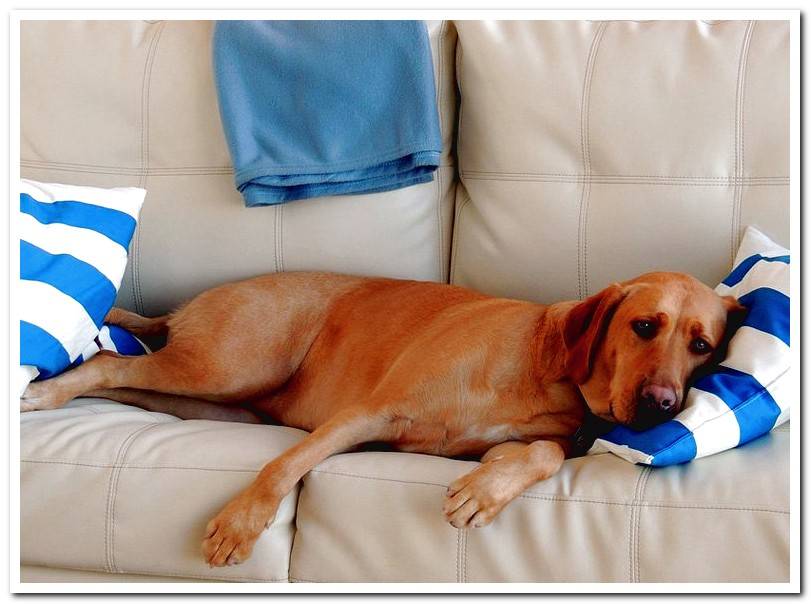 dog-with-ataxia-resting
