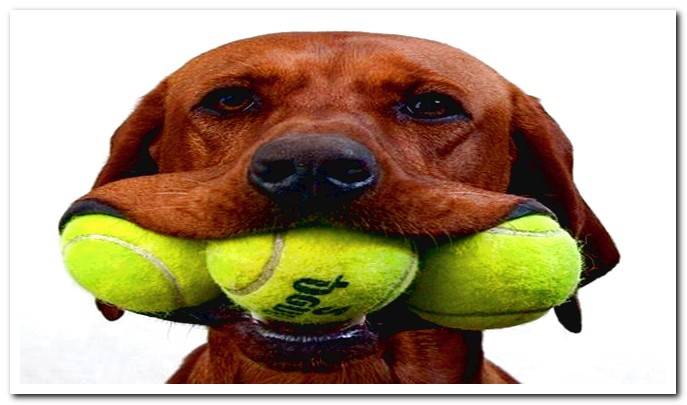 dog with ball