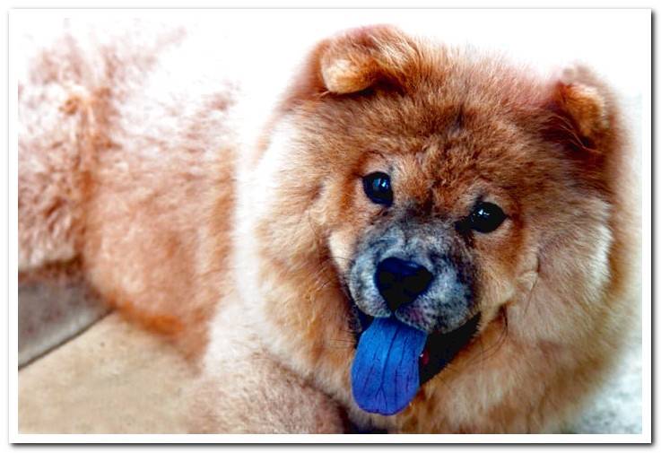 dog-with-blue-tongue