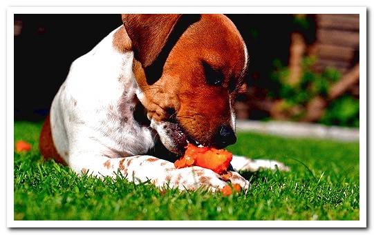 Dog Carrots Are They Really Beneficial?