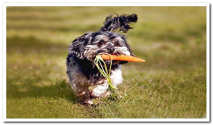 dog-with-carrot