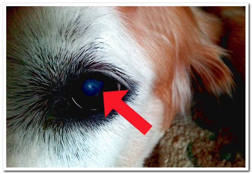 dog-with-cataract-onset