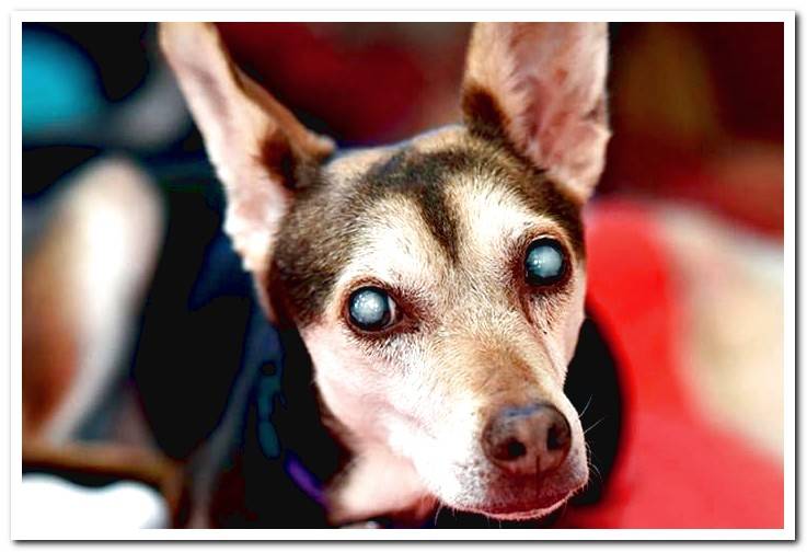 dog-with-cataracts-in-both-eyes