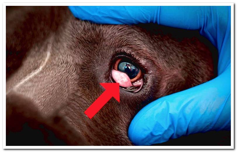 The third eyelid in dogs - Alterations and treatments