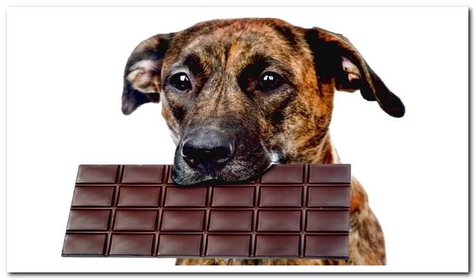 dog with chocolate