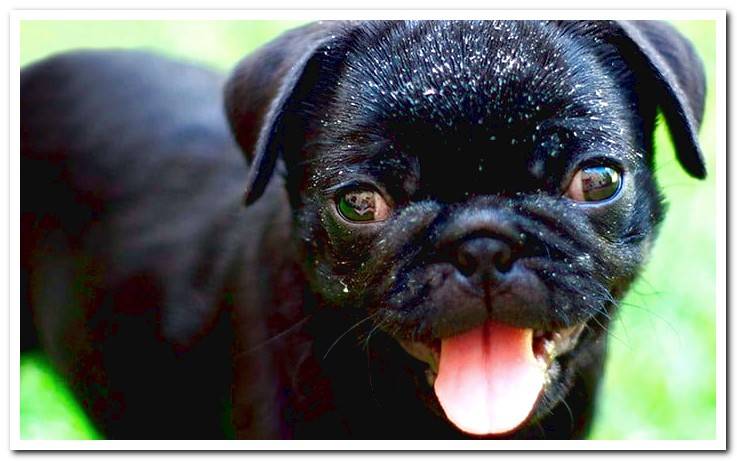 dog-with-dandruff