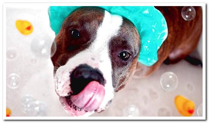 Why does my dog ​​have dandruff? Effective solutions