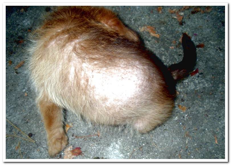 dog-with-demodectic mange