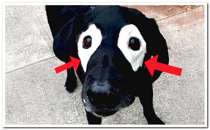 dog-with-depigmentation-around-the-eyes
