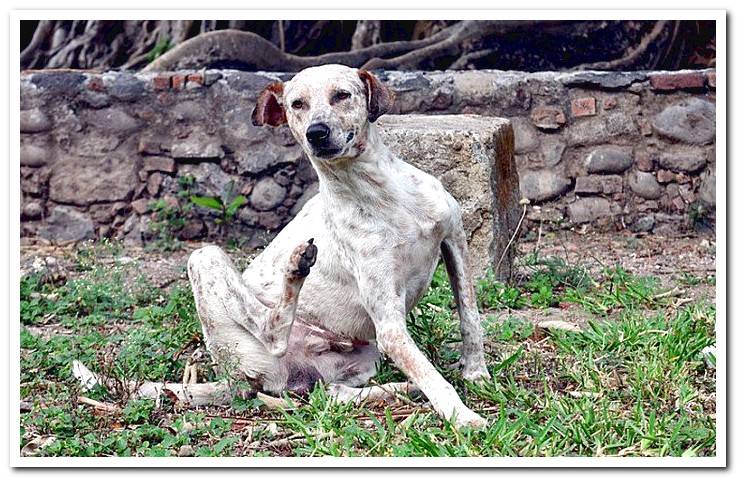 dog-with-fleas-scratching-for-itch