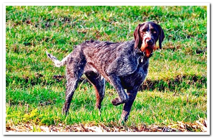 dog-with-front-leg-raised