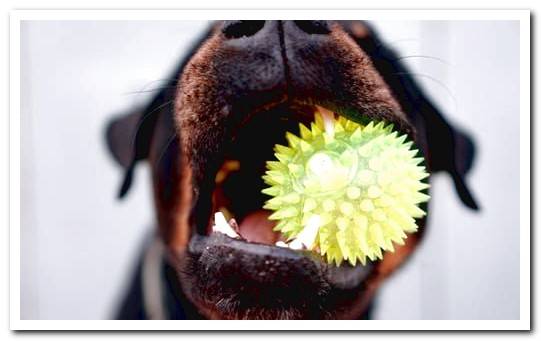 dog-with-gingivitis-biting-a-ball-anti-tartar