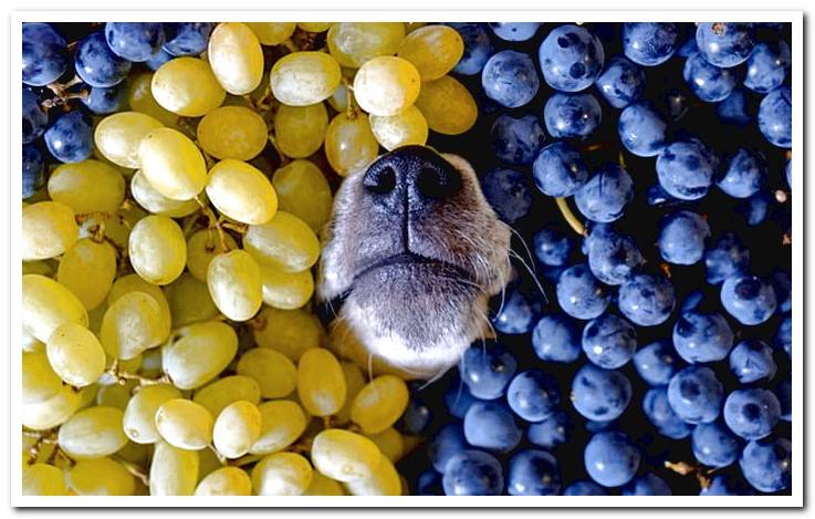 dog-with-grapes