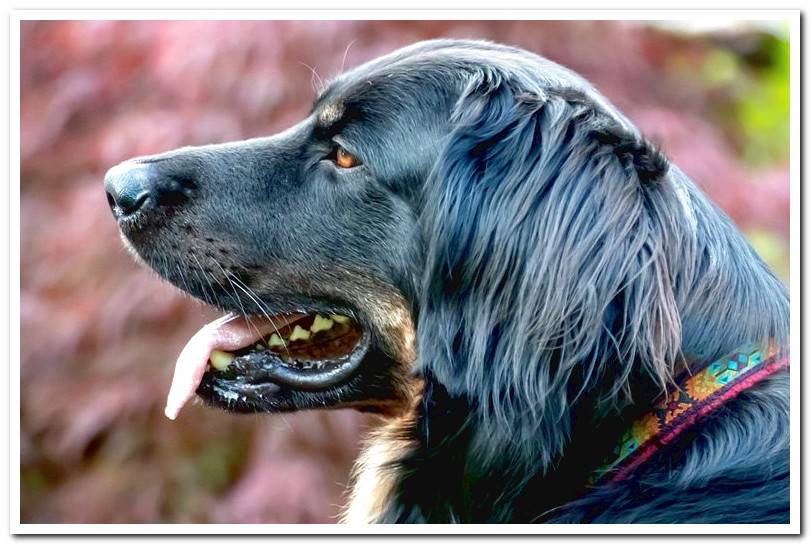 dog-with-hoary-whiskers