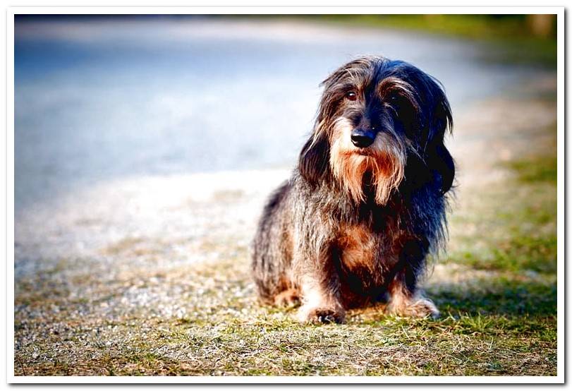 Canine Hapititis | Causes, symptoms and effective treatment