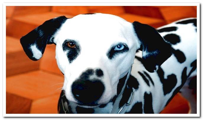 dog with heterochromia