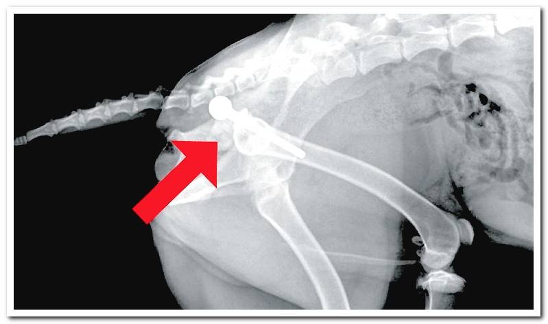 dog-with-prosthesis-on-hip-x-ray