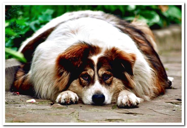 dog-with-hypothyroidism