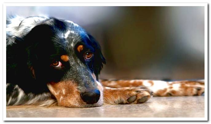 Canine renal dysplasia - causes, symptoms and diagnosis
