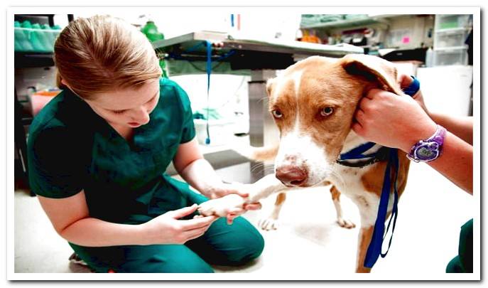 dog-with-leukemia-at-vet