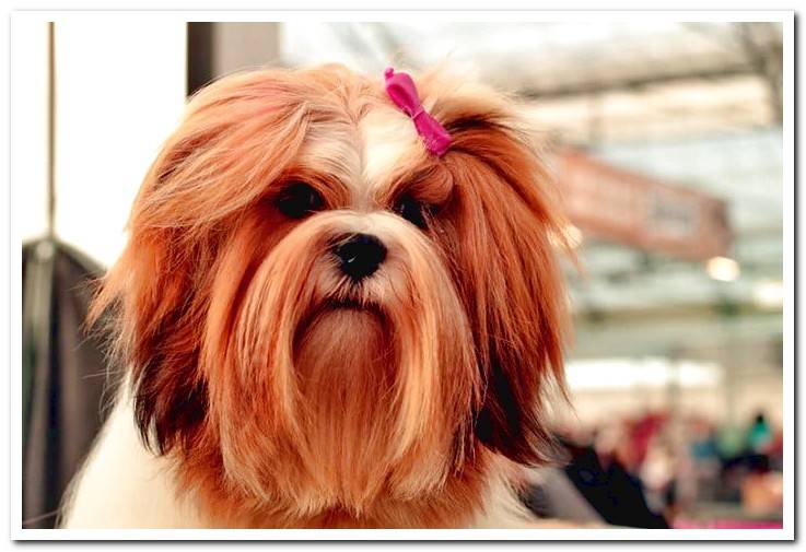 dog-with-long-hair