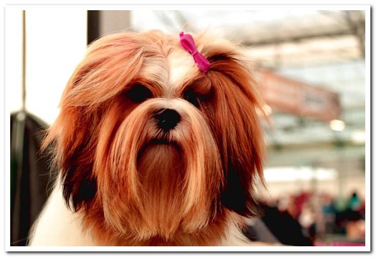 dog-with-long-groomed-hair