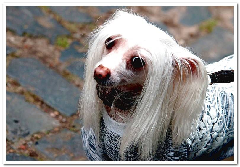dog-with-long-straight-hair