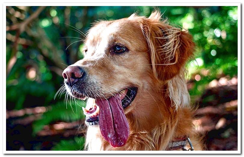 Why do dogs stick out their tongues? Reasons