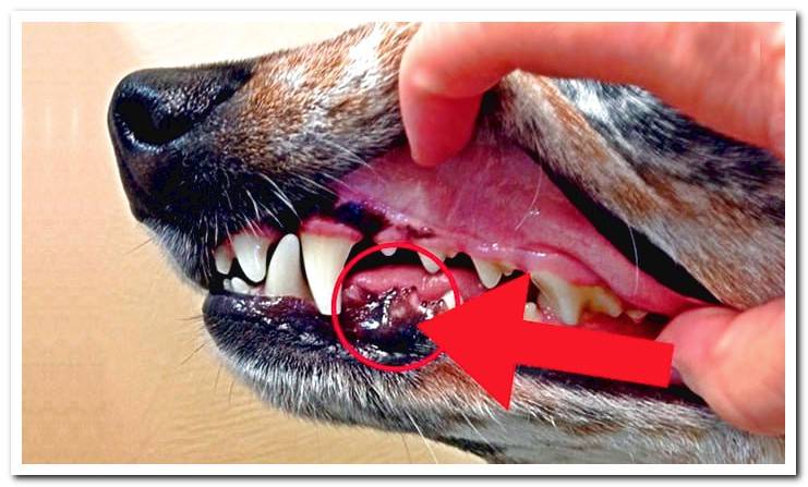 dog-with-melanoma-in-the-mouth