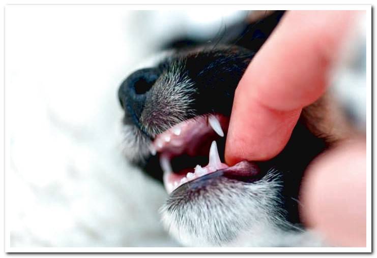 dog-with-milk-teeth-biting-a-finger