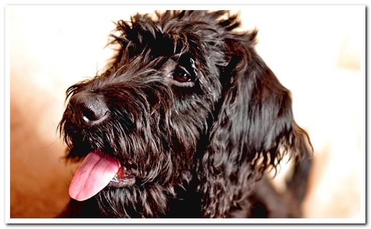 dog-with-muzzle-movement
