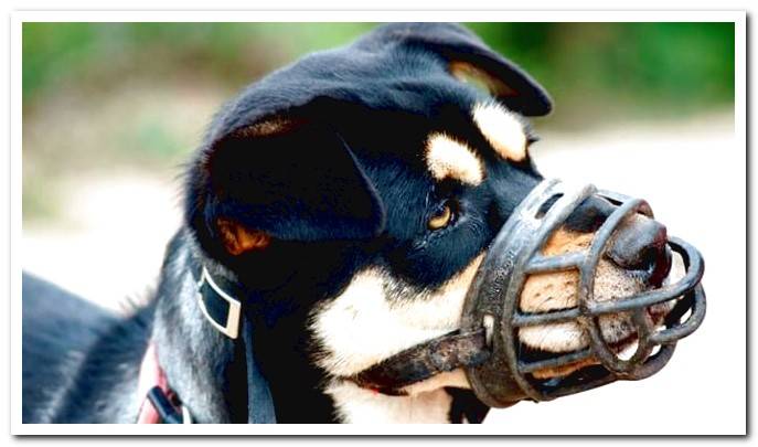 dog with muzzle
