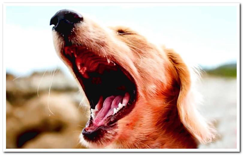 Causes of stomatitis in dogs and treatment