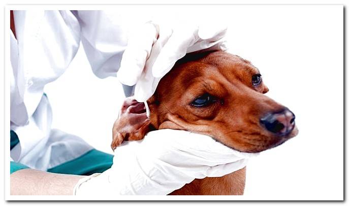 dog with otitis