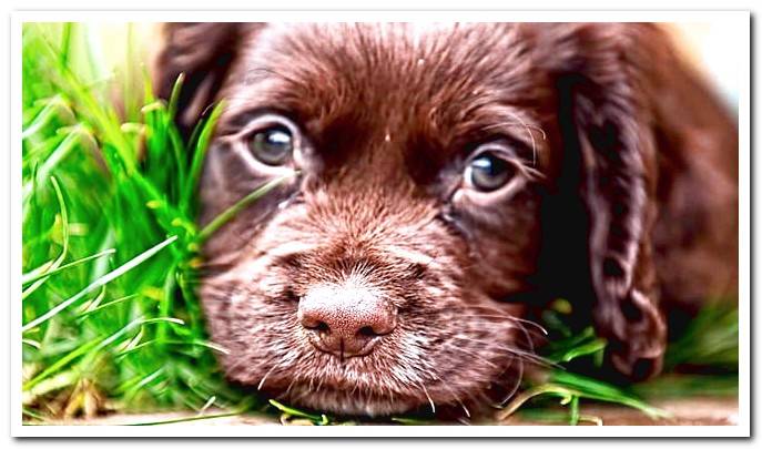 Earthworms in Dogs: Types, Symptoms and Treatment