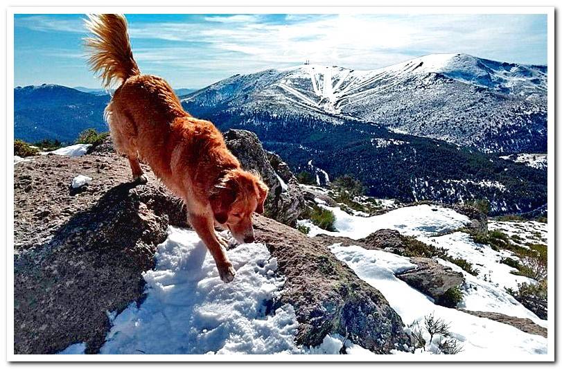 dog-with-paws-in-the-snow