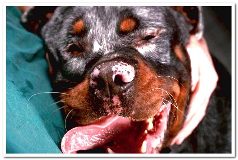 Waardenburg-Klein syndrome in dogs