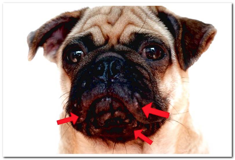 Canine Acne Causes And Treatment Dogsis