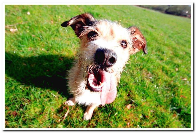 dog-with-the-pink-tongue