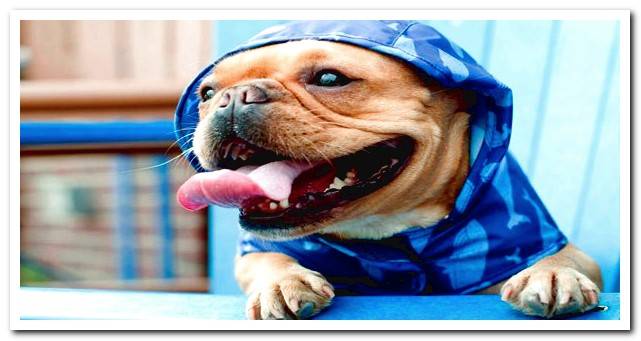 dog in a blue raincoat