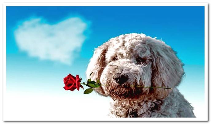 dog with a rose in his mouth