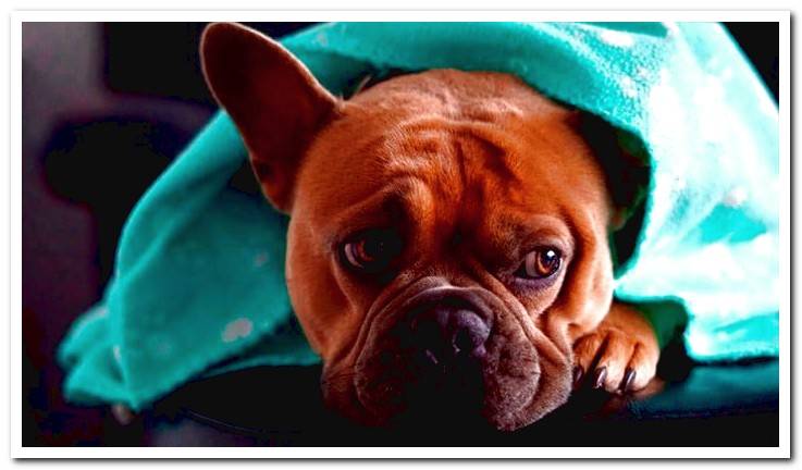 dog-with-rotavirus-under-a-blanket