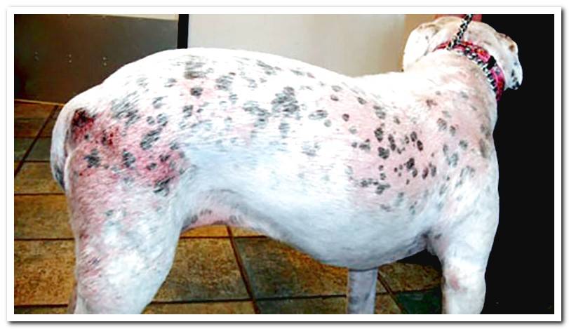dog-with-scabies-demodex-cornei